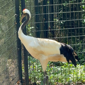 須磨の残り香 平敦盛