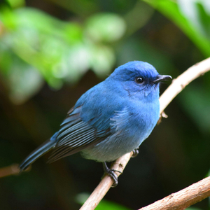 Suara Kicauan Burung Di Dalam Hutan Untuk Relaksasi, Ketenangan, Dan Tidur