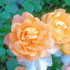 青春的样子（纯音乐）