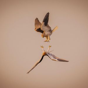 竖琴与自然音奏响的萌宠治愈曲