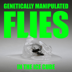 Genetically Manipulated Fly in the Ice Cube