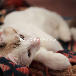 Lovely Ambience for Friendly Lunches