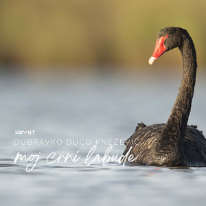 Moj crni labude