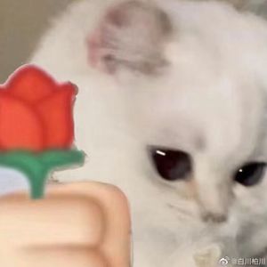 可惜不是你(应钢改编版)