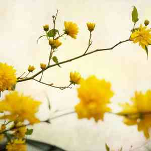 这样就好 (催眠曲)