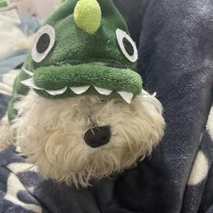 漂洋过海来看你