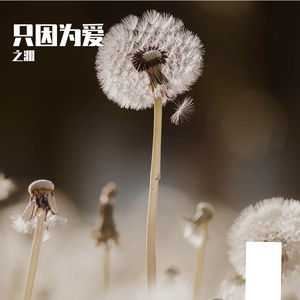 只因为爱