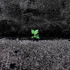 Petrichor