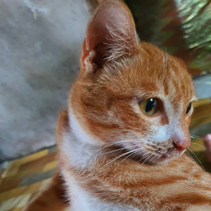 Seumur Hidup (Acoustic)