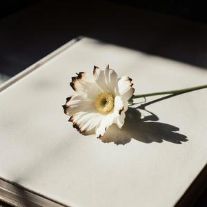 今夜は泣かない