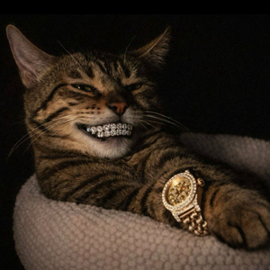 Кот