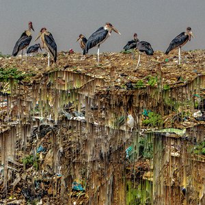 Black Kaveera (pq & Ekhe's Recycle)