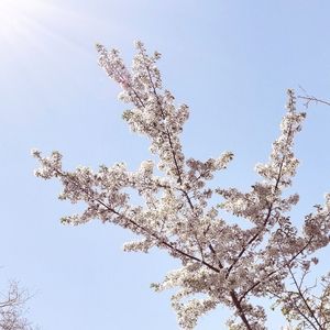 勿忘 Jolie to Loura(提琴旋律版)