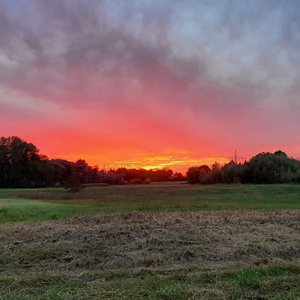 Wilson (Extended Version)