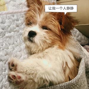 谈恋爱前不如先养猫