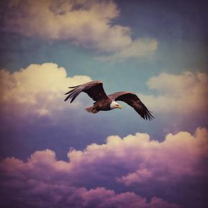 Oh Eagle (EngHind switch translation) by @dopaminex