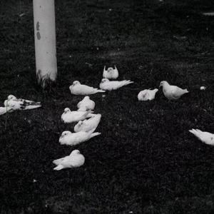 人可不可以吻烟花