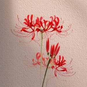 [FREE] Chinese Chill Type Beat “Lycorisradiata”