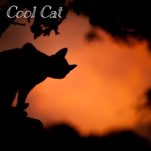 Cool Cat