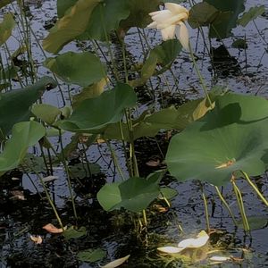 ALL LIFE(prod.Vanverse)