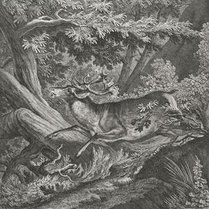 Der Dunkle Wald