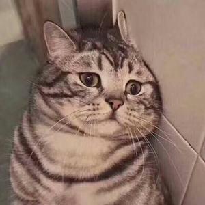 美丽谎言（翻自 都智文）