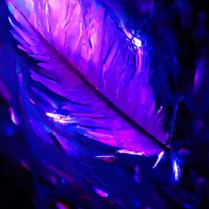 Fragile Pluma