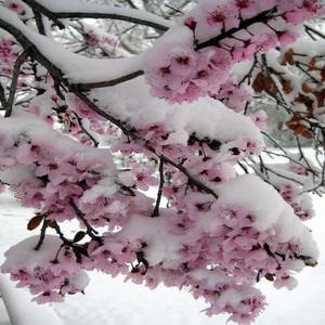 WISHERWELL (feat. Nexto)