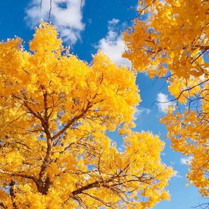 喀什噶尔胡杨（PHONK）