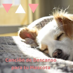 Melodía Suave para el Sueño de tu Compañero Animal