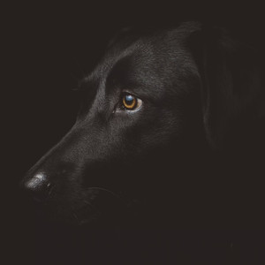 Barking Beats