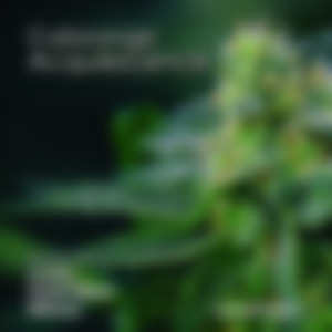 Acquiescence (Original Mix)