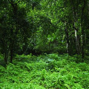 Subaylar (Babalar Yaşasın)