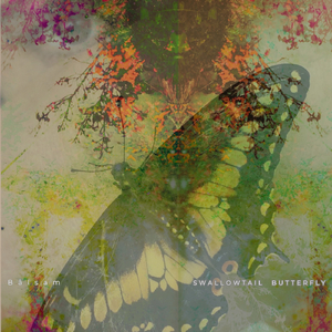 Swallowtail Butterfly