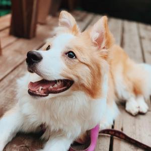 有何不可（蛋卷七夕版）