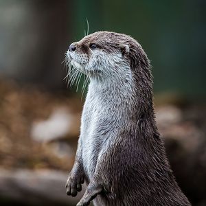 那齐沃夫听了直接自尽的Drill