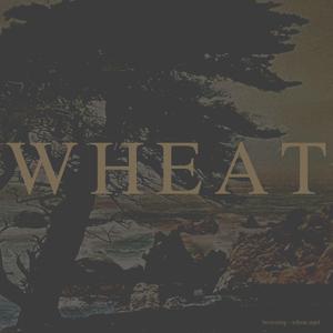 Wheat