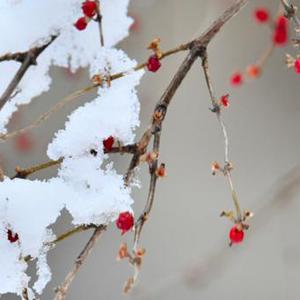 夜，萤火虫和你