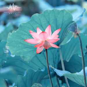 大雨将至 (心中有善扬琴曲)