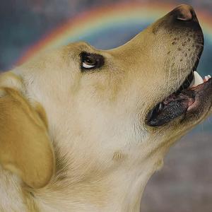 Za tęczowym mostem (Radio Edit)