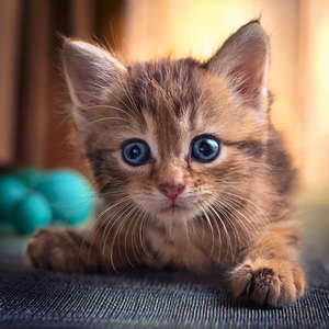 Gatos Disfrutan De Paz Silenciosa