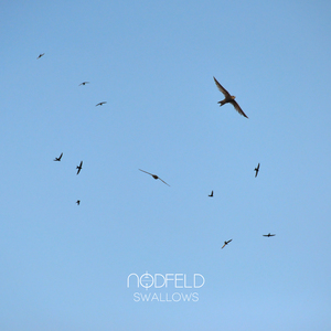 Swallows