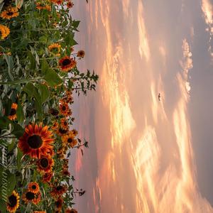 一人一花-Cover阿朵