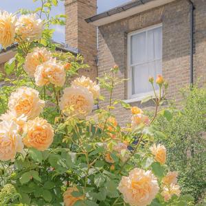 日落人海（ukulele）