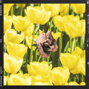 봄에 지는 꽃 (Inst.)