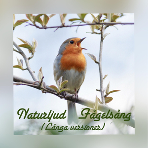 Fågelsång Sommarmorgon (Lång version)