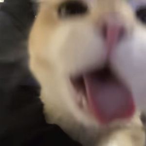 罗曼蒂克的爱情