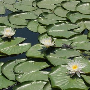 歌者乐虫-我的中国心