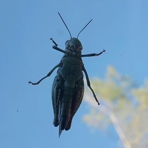 Μωρή μουνοοδύσσεια