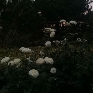 太多（Prod by 24T）